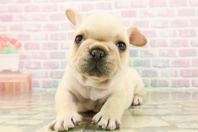 新潟県のフレンチブルドッグ (Coo&RIKU長岡店/2025年10月13日生まれ/男の子/クリーム)の子犬