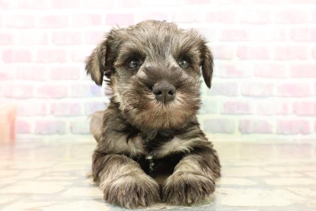 神奈川県のミニチュアシュナウザー (Coo&RIKU小田原店/2025年10月14日生まれ/男の子/ソルトペッパー)の子犬