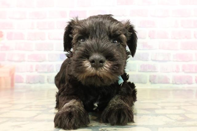 茨城県のミニチュアシュナウザー (Coo&RIKU筑西店/2025年10月14日生まれ/男の子/ソルトペッパー)の子犬