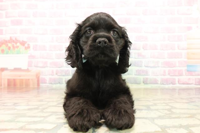 神奈川県のアメリカンコッカースパニエル (Coo&RIKU長津田店/2025年10月10日生まれ/男の子/ブラック)の子犬の1枚目の画像