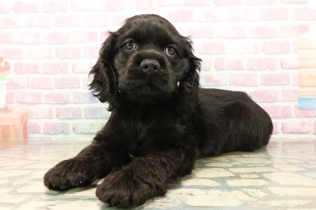 神奈川県のアメリカンコッカースパニエル (Coo&RIKU長津田店/2025年10月10日生まれ/男の子/ブラック)の子犬の2枚目の画像