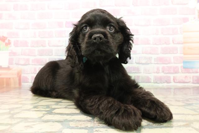 神奈川県のアメリカンコッカースパニエル (Coo&RIKU長津田店/2025年10月10日生まれ/男の子/ブラック)の子犬の3枚目の画像