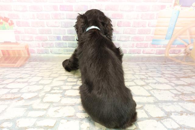 神奈川県のアメリカンコッカースパニエル (Coo&RIKU長津田店/2025年10月10日生まれ/男の子/ブラック)の子犬の4枚目の画像