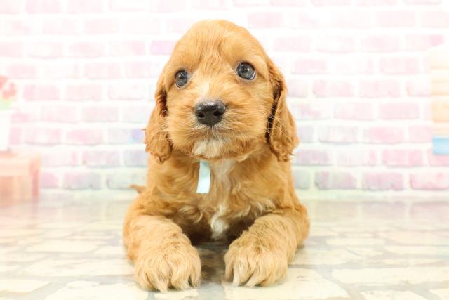 神奈川県のコッカプー(アメリカンコッカースパニエル×プードル) (Coo&RIKU横浜青葉店/2025年10月12日生まれ/男の子/レッドホワイト)の子犬の1枚目の画像