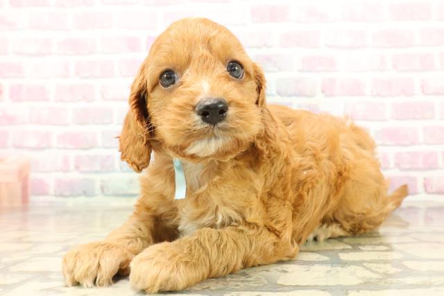 神奈川県のコッカプー(アメリカンコッカースパニエル×プードル) (Coo&RIKU横浜青葉店/2025年10月12日生まれ/男の子/レッドホワイト)の子犬の2枚目の画像