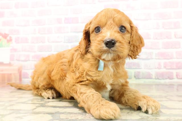 神奈川県のコッカプー(アメリカンコッカースパニエル×プードル) (Coo&RIKU横浜青葉店/2025年10月12日生まれ/男の子/レッドホワイト)の子犬の3枚目の画像