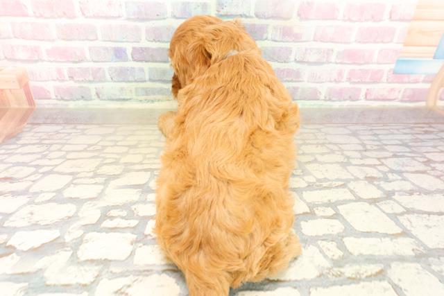 神奈川県のコッカプー(アメリカンコッカースパニエル×プードル) (Coo&RIKU横浜青葉店/2025年10月12日生まれ/男の子/レッドホワイト)の子犬の4枚目の画像