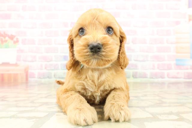 神奈川県のコッカプー(アメリカンコッカースパニエル×プードル) (Coo&RIKU相模原店/2025年10月12日生まれ/男の子/レッド)の子犬