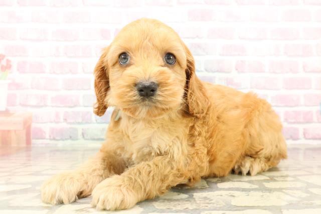 神奈川県のコッカプー(アメリカンコッカースパニエル×プードル) (Coo&RIKU相模原店/2025年10月12日生まれ/男の子/レッド)の子犬の2枚目の画像