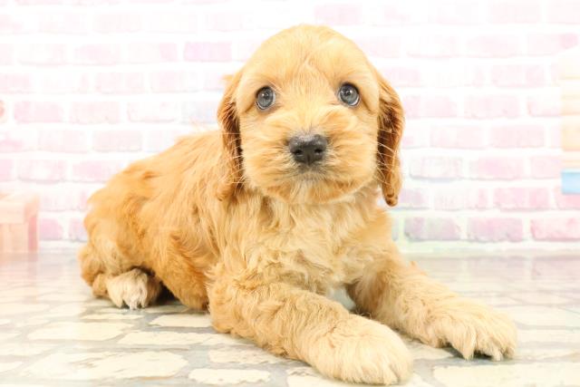 神奈川県のコッカプー(アメリカンコッカースパニエル×プードル) (Coo&RIKU相模原店/2025年10月12日生まれ/男の子/レッド)の子犬の3枚目の画像