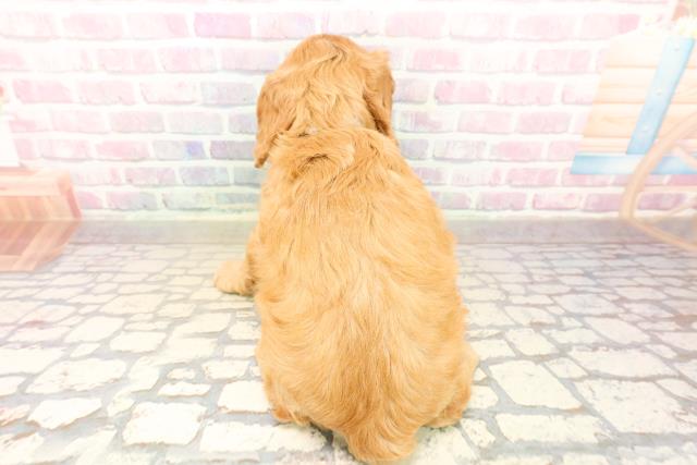 神奈川県のコッカプー(アメリカンコッカースパニエル×プードル) (Coo&RIKU相模原店/2025年10月12日生まれ/男の子/レッド)の子犬の4枚目の画像