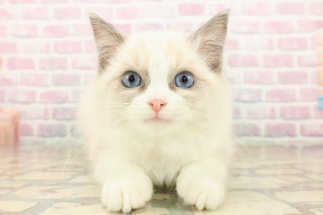 埼玉県のラグドール (Coo&RIKU岩槻店/2025年9月30日生まれ/女の子/ブルーポイントバイカラー)の子猫の1枚目の画像
