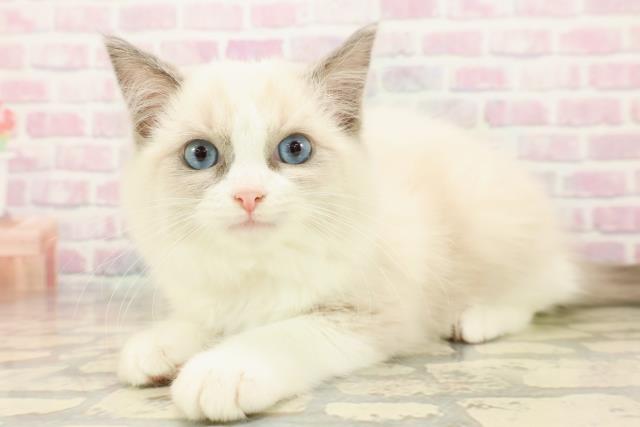 埼玉県のラグドール (Coo&RIKU岩槻店/2025年9月30日生まれ/女の子/ブルーポイントバイカラー)の子猫の2枚目の画像
