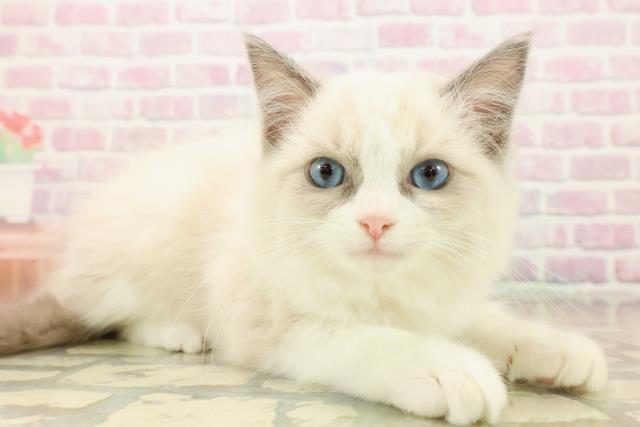 埼玉県のラグドール (Coo&RIKU岩槻店/2025年9月30日生まれ/女の子/ブルーポイントバイカラー)の子猫の3枚目の画像