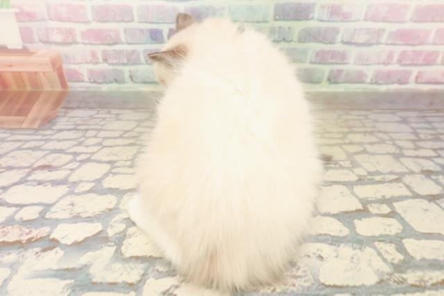 埼玉県のラグドール (Coo&RIKU岩槻店/2025年9月30日生まれ/女の子/ブルーポイントバイカラー)の子猫の4枚目の画像