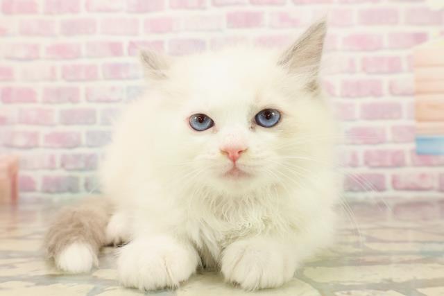 埼玉県のラグドール (Coo&RIKU熊谷ニットーモール店/2025年10月4日生まれ/女の子/ブルーポイントバイカラー)の子猫