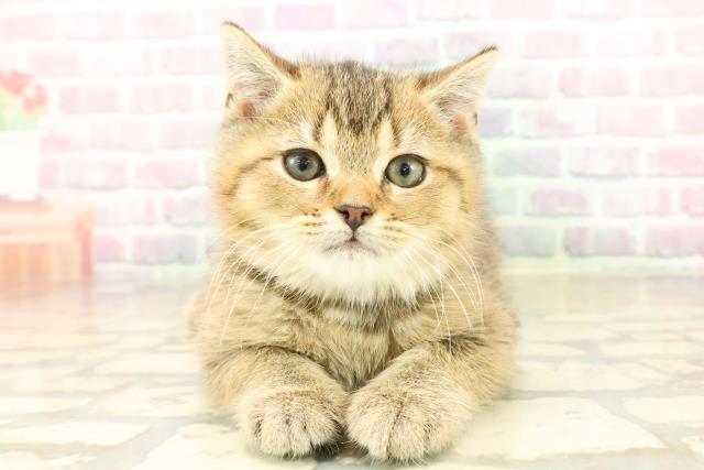 東京都のブリティッシュショートヘアー (Coo&RIKU中野サンモール店/2025年10月7日生まれ/男の子/ブラックゴールデンシェーデット)の子猫