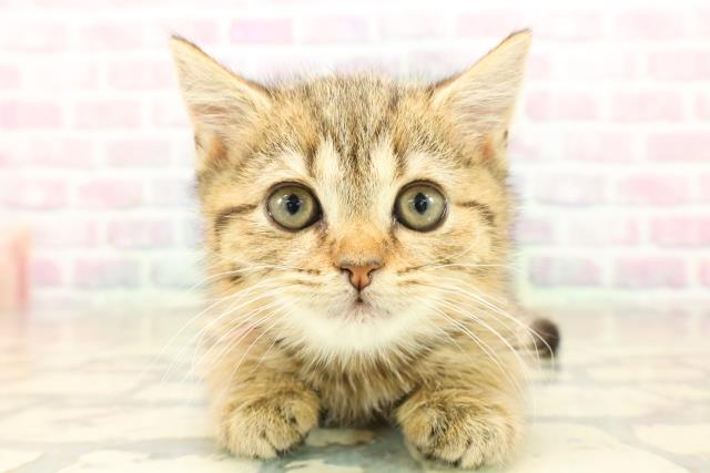 神奈川県のブリティッシュショートヘアー (Coo&RIKU相模原店/2025年10月7日生まれ/女の子/ゴールデンマッカレルタビー)の子猫