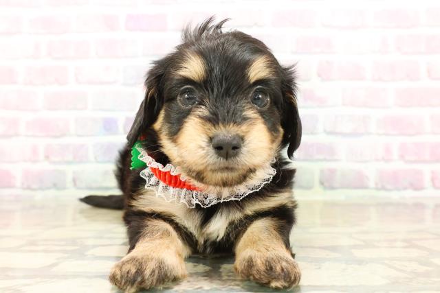 長野県のマルックス(マルチーズ×ダックス) (Coo&RIKU長野店/2025年10月14日生まれ/女の子/ブラックタン)の子犬の1枚目の画像