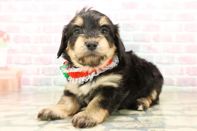 長野県のマルックス(マルチーズ×ダックス) (Coo&RIKU長野店/2025年10月14日生まれ/女の子/ブラックタン)の子犬の2枚目の画像