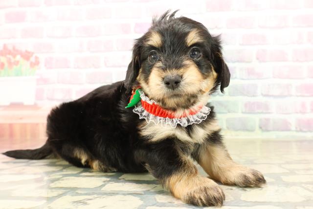 長野県のマルックス(マルチーズ×ダックス) (Coo&RIKU長野店/2025年10月14日生まれ/女の子/ブラックタン)の子犬の3枚目の画像