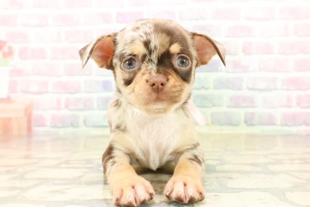 神奈川県のチワワ(スムース) (Coo&RIKU横浜青葉店/2025年10月9日生まれ/女の子/チョコレートマール)の子犬