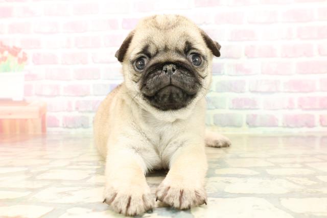 東京都のパグ (Coo&RIKU府中店/2025年10月9日生まれ/女の子/フォーン)の子犬の1枚目の画像