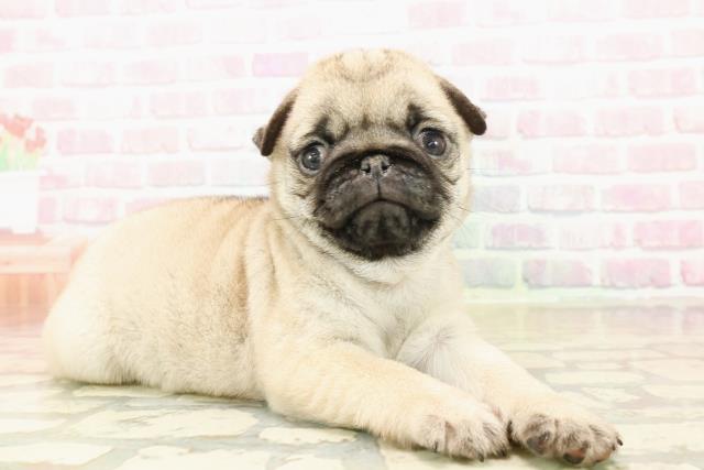 東京都のパグ (Coo&RIKU府中店/2025年10月9日生まれ/女の子/フォーン)の子犬の3枚目の画像