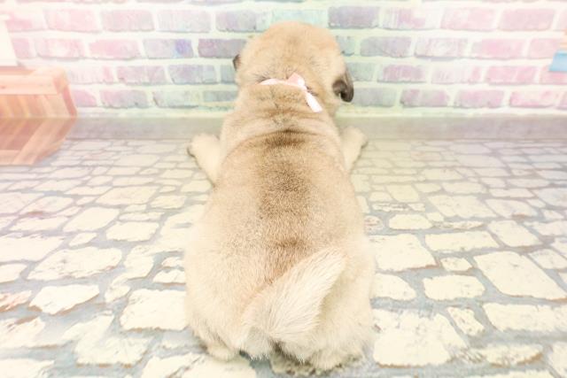 東京都のパグ (Coo&RIKU府中店/2025年10月9日生まれ/女の子/フォーン)の子犬の4枚目の画像