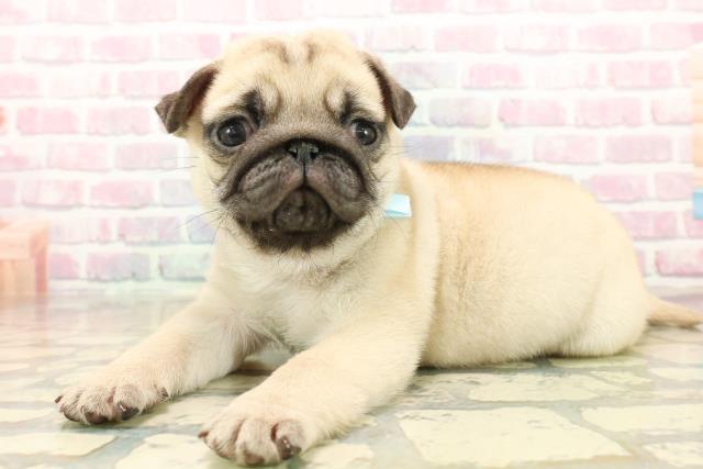 神奈川県のパグ (Coo&RIKU横浜青葉店/2025年10月9日生まれ/男の子/フォーン)の子犬の2枚目の画像