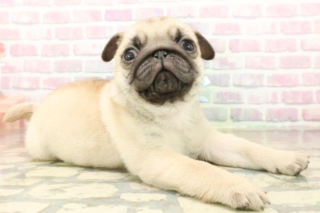 神奈川県のパグ (Coo&RIKU横浜青葉店/2025年10月9日生まれ/男の子/フォーン)の子犬の3枚目の画像