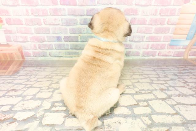 神奈川県のパグ (Coo&RIKU横浜青葉店/2025年10月9日生まれ/男の子/フォーン)の子犬の4枚目の画像