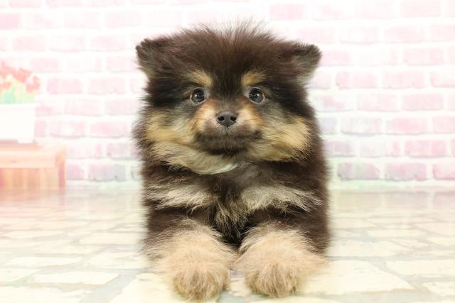 神奈川県のポメラニアン (Coo&RIKU長津田店/2025年10月13日生まれ/男の子/ブラックタン)の子犬