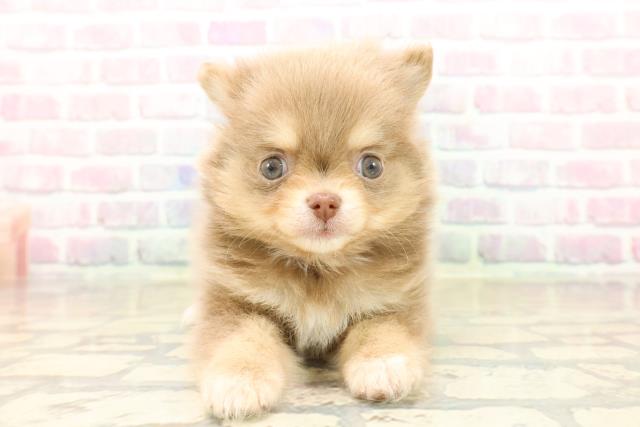 神奈川県のポメチワ/チワポメ/ポメチー(ポメラニアン×チワワ) (Coo&RIKU日吉店/2025年10月12日生まれ/女の子/イザベラタンホワイト)の子犬の1枚目の画像