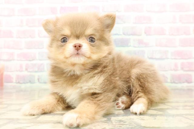 神奈川県のポメチワ/チワポメ/ポメチー(ポメラニアン×チワワ) (Coo&RIKU日吉店/2025年10月12日生まれ/女の子/イザベラタンホワイト)の子犬の2枚目の画像