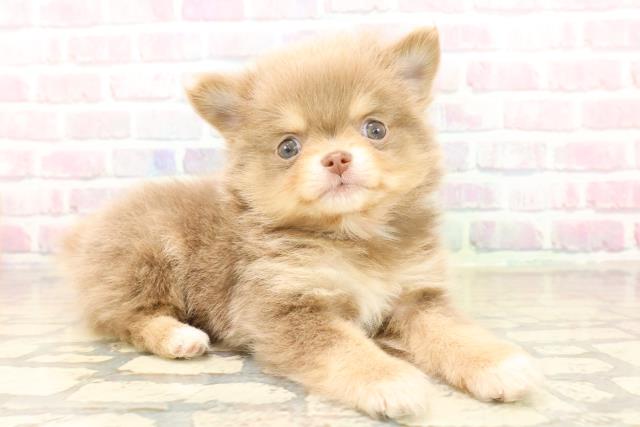 神奈川県のポメチワ/チワポメ/ポメチー(ポメラニアン×チワワ) (Coo&RIKU日吉店/2025年10月12日生まれ/女の子/イザベラタンホワイト)の子犬の3枚目の画像