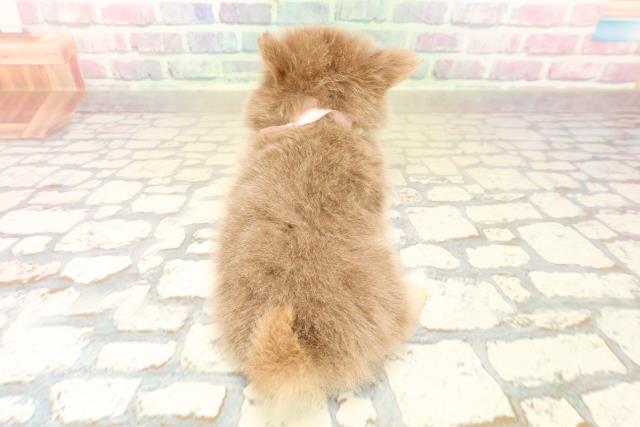 神奈川県のポメチワ/チワポメ/ポメチー(ポメラニアン×チワワ) (Coo&RIKU日吉店/2025年10月12日生まれ/女の子/イザベラタンホワイト)の子犬の4枚目の画像