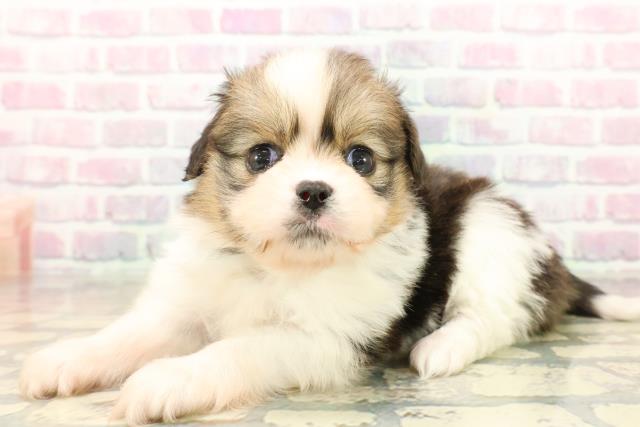 埼玉県のハーフ犬・ミックス犬 (Coo&RIKU大宮店/2025年10月13日生まれ/男の子/パーティーカラー)の子犬の2枚目の画像