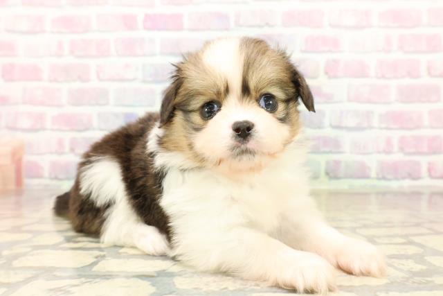 埼玉県のハーフ犬・ミックス犬 (Coo&RIKU大宮店/2025年10月13日生まれ/男の子/パーティーカラー)の子犬の3枚目の画像