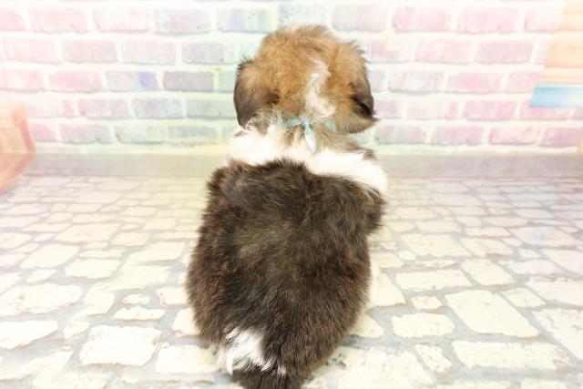 埼玉県のハーフ犬・ミックス犬 (Coo&RIKU大宮店/2025年10月13日生まれ/男の子/パーティーカラー)の子犬の4枚目の画像