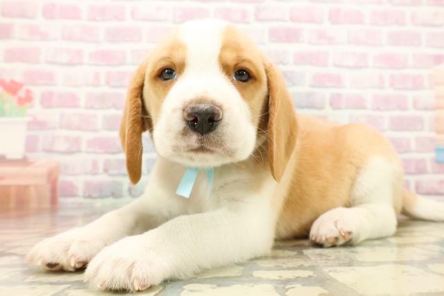 埼玉県のビーグル (Coo&RIKU川越店/2025年10月13日生まれ/男の子/レモンホワイト)の子犬の2枚目の画像