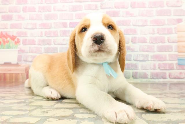 埼玉県のビーグル (Coo&RIKU川越店/2025年10月13日生まれ/男の子/レモンホワイト)の子犬の3枚目の画像