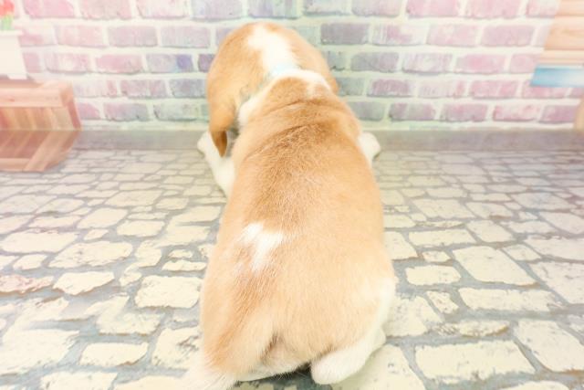 埼玉県のビーグル (Coo&RIKU川越店/2025年10月13日生まれ/男の子/レモンホワイト)の子犬の4枚目の画像