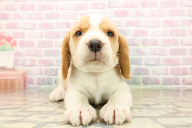 東京都のビーグル (Coo&RIKU福生店/2025年10月13日生まれ/男の子/レモンホワイト)の子犬