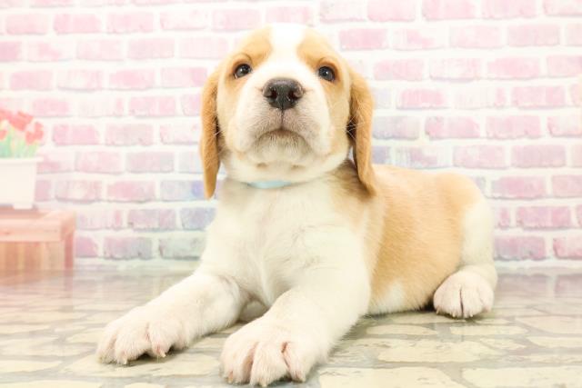 東京都のビーグル (Coo&RIKU福生店/2025年10月13日生まれ/男の子/レモンホワイト)の子犬の2枚目の画像