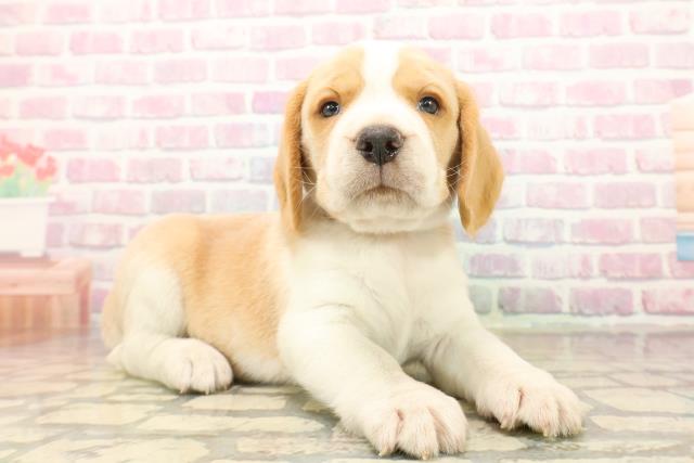 東京都のビーグル (Coo&RIKU福生店/2025年10月13日生まれ/男の子/レモンホワイト)の子犬の3枚目の画像