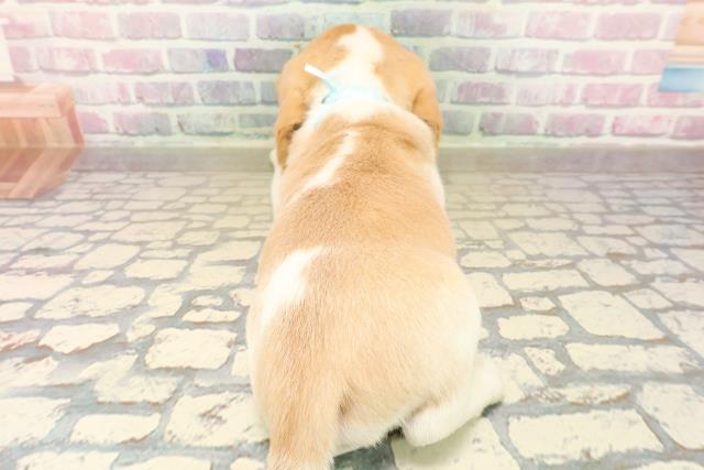 東京都のビーグル (Coo&RIKU福生店/2025年10月13日生まれ/男の子/レモンホワイト)の子犬の4枚目の画像