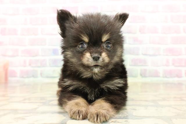 埼玉県のポメチワ/チワポメ/ポメチー(ポメラニアン×チワワ) (Coo&RIKU桶川店/2025年10月8日生まれ/男の子/ブラックタン)の子犬の1枚目の画像