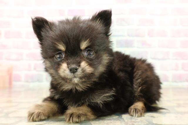 埼玉県のポメチワ/チワポメ/ポメチー(ポメラニアン×チワワ) (Coo&RIKU桶川店/2025年10月8日生まれ/男の子/ブラックタン)の子犬の2枚目の画像