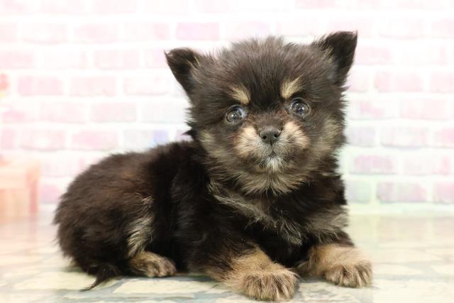 埼玉県のポメチワ/チワポメ/ポメチー(ポメラニアン×チワワ) (Coo&RIKU桶川店/2025年10月8日生まれ/男の子/ブラックタン)の子犬の3枚目の画像